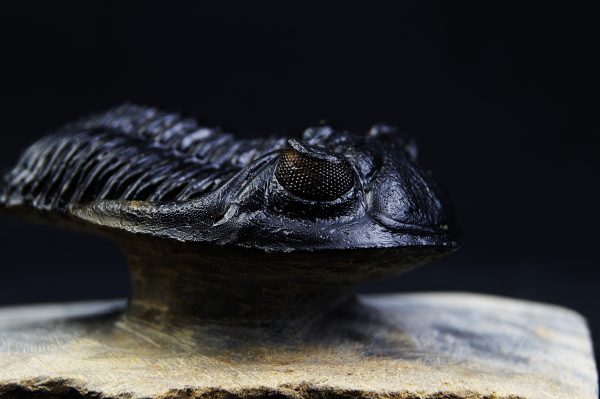 Hollardops mesocristatus