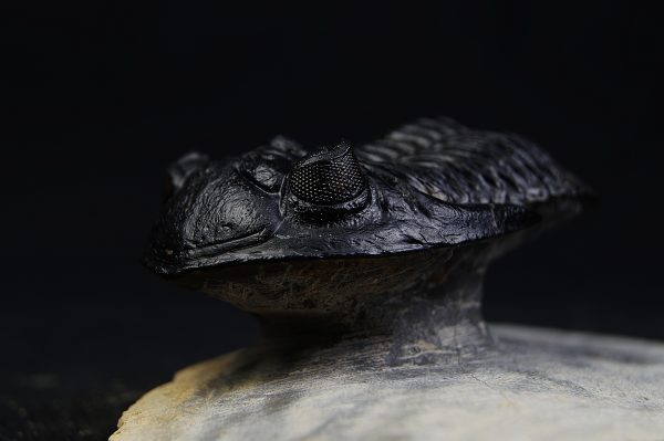 Hollardops mesocristatus