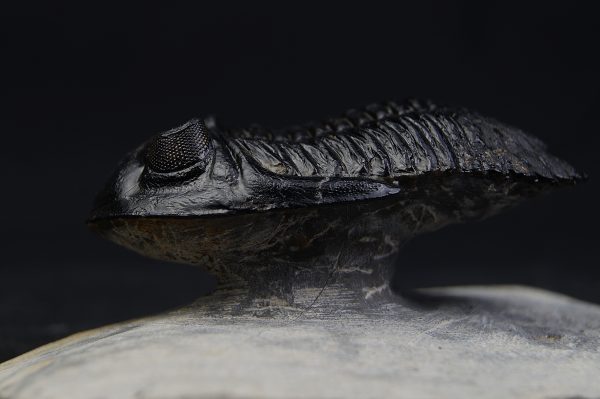 Hollardops mesocristatus