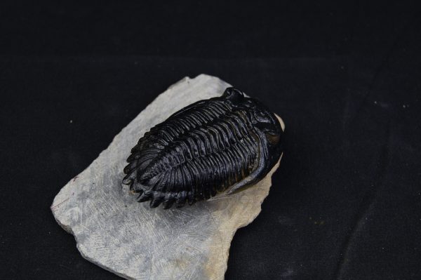 Hollardops mesocristatus