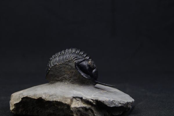 Morocconites malladoides