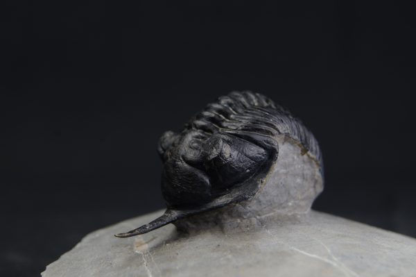 Morocconites malladoides