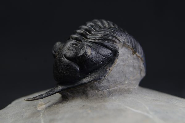 Morocconites malladoides