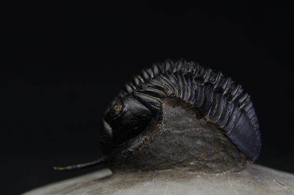 Morocconites malladoides