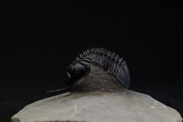 Morocconites malladoides