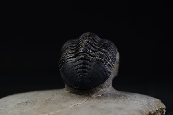 Morocconites malladoides