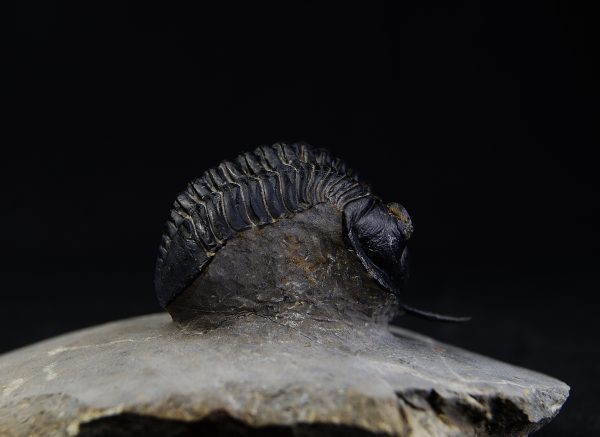 Morocconites malladoides