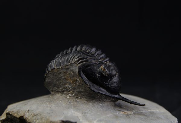 Morocconites malladoides