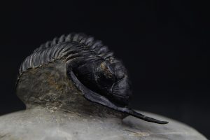 _DSC8422 Morocconites malladoides