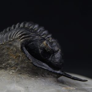 Morocconites malladoides