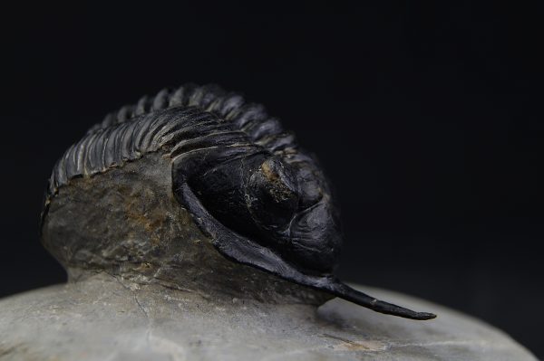 Morocconites malladoides