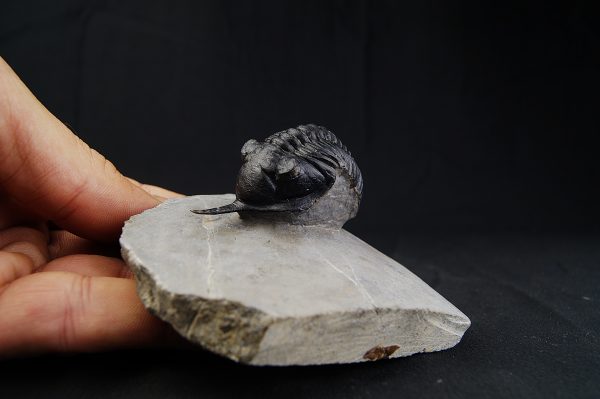 Morocconites malladoides