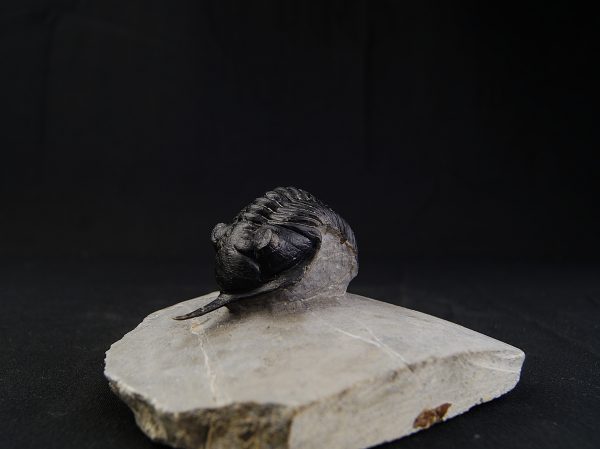 Morocconites malladoides