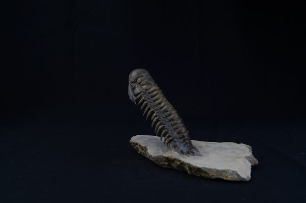 Crotalocephalus gibbus “en vuelo”