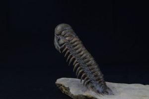 Crotalocephalus gibbus “en vuelo”