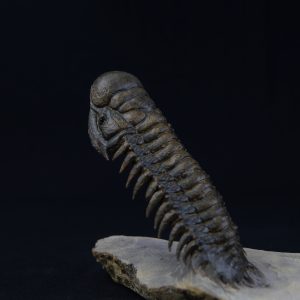 Crotalocephalus gibbus “en vuelo”