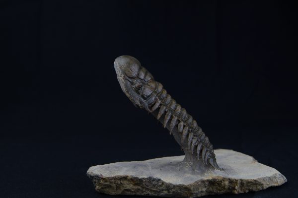 Crotalocephalus gibbus “en vuelo”