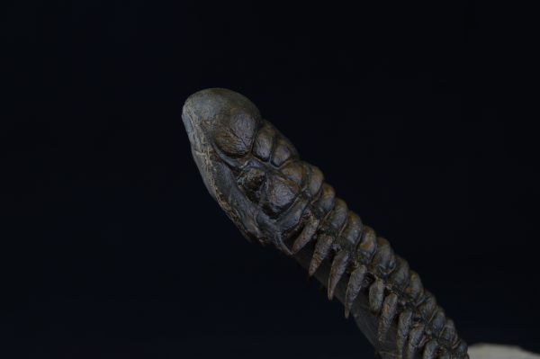 Crotalocephalus gibbus “en vuelo”