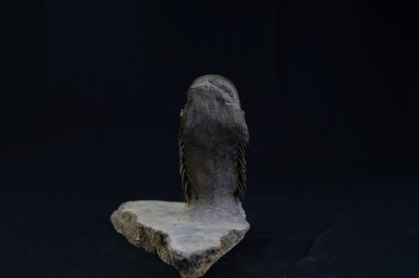 Crotalocephalus gibbus “en vuelo”