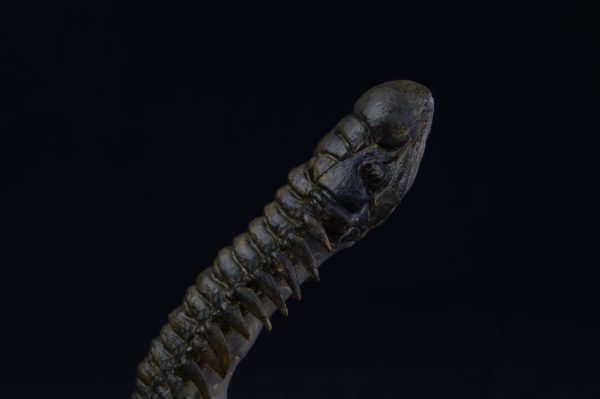 Crotalocephalus gibbus “en vuelo”