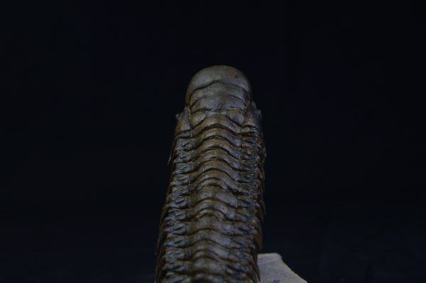 Crotalocephalus gibbus “en vuelo”