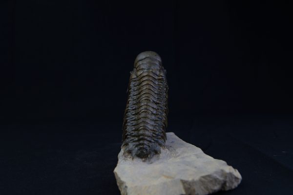 Crotalocephalus gibbus “en vuelo”