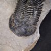 Trilobite Hollardops
