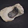Trilobite Hollardops