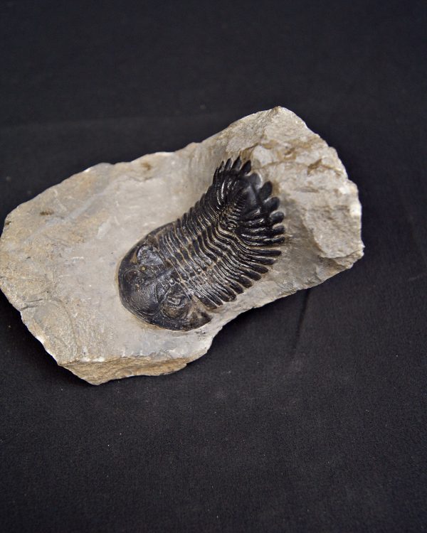 Trilobite Hollardops