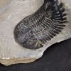 Trilobite Hollardops