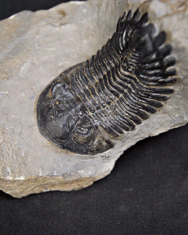 Trilobite Hollardops