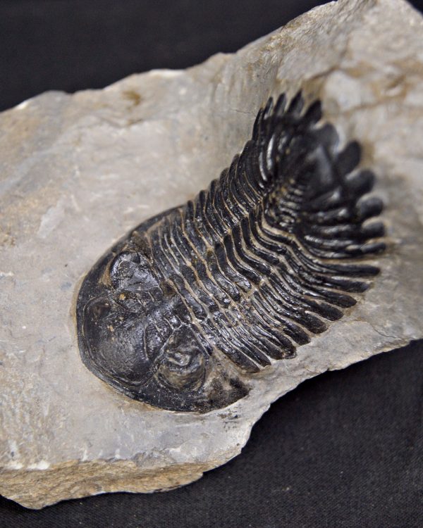 Trilobite Hollardops