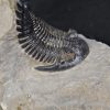 Trilobite Hollardops