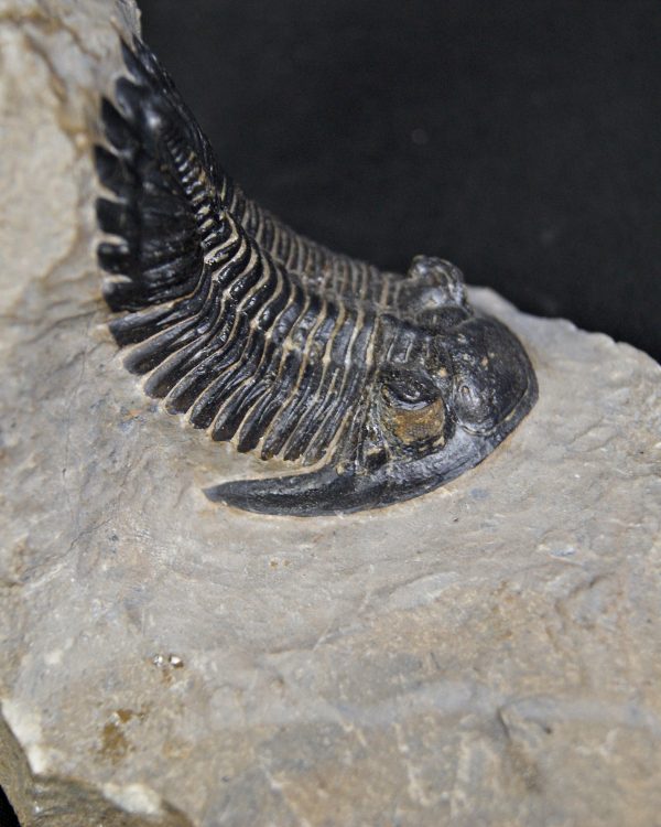 Trilobite Hollardops