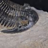 Trilobite Hollardops
