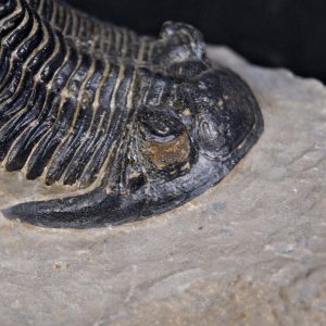 Trilobite Hollardops