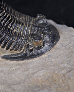 SONY DSC Trilobite Hollardops