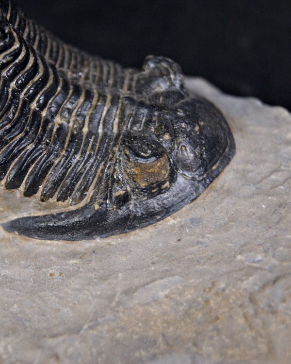 Trilobite Hollardops