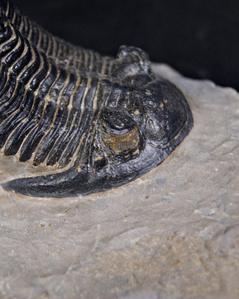 Trilobite Hollardops