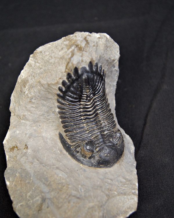 Trilobite Hollardops