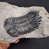 Trilobite Hollardops