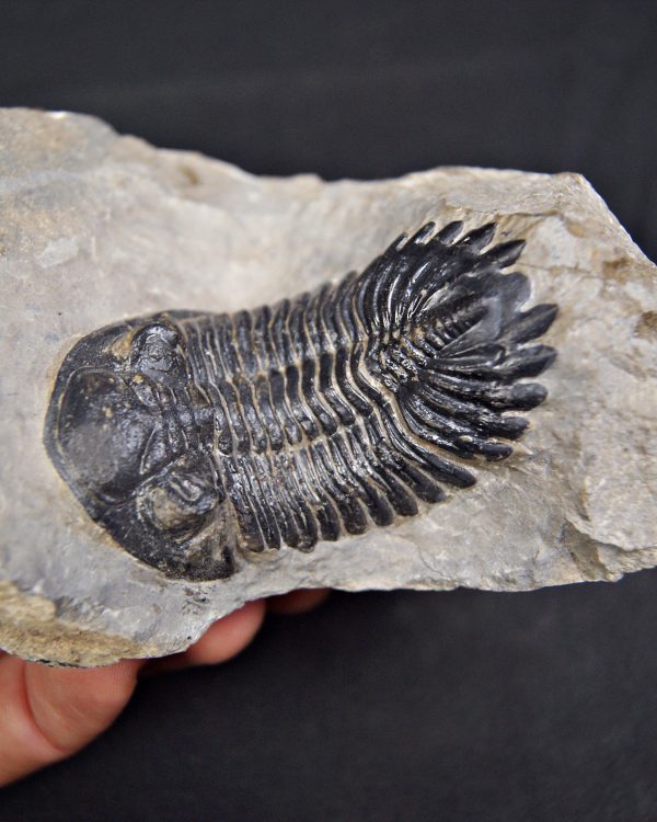 Trilobite Hollardops