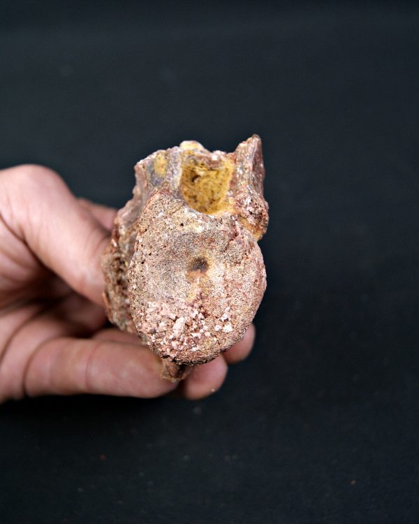 SONY DSC Vértebra de raptor