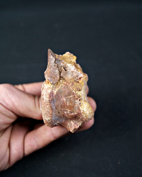 SONY DSC Vértebra de raptor