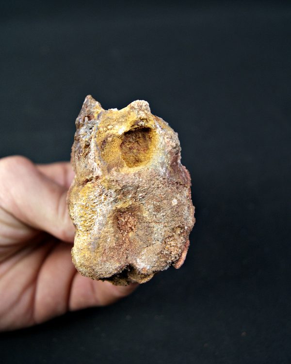 SONY DSC Vértebra de raptor