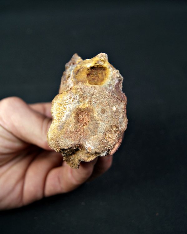 SONY DSC Vértebra de raptor