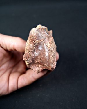 SONY DSC Vértebra de raptor