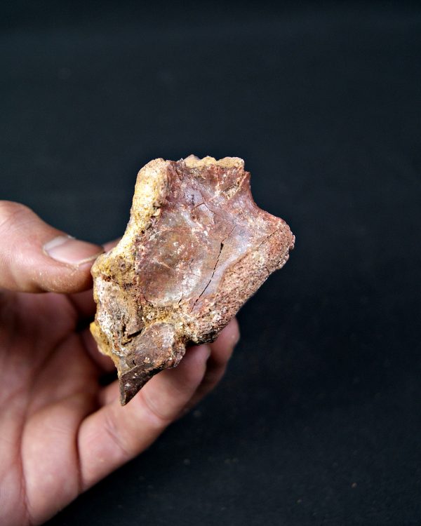 SONY DSC Vértebra de raptor