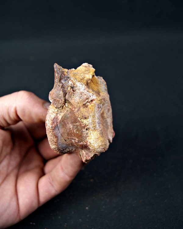 SONY DSC Vértebra de raptor