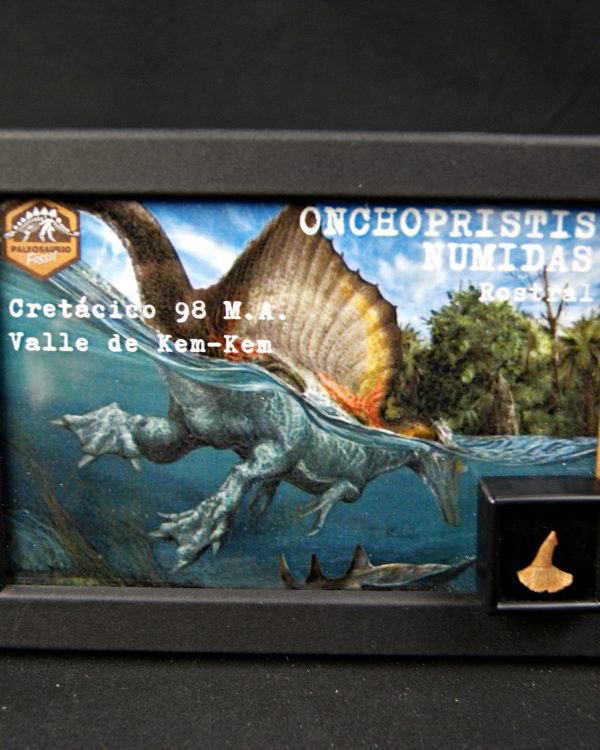 Onchopristis numidus